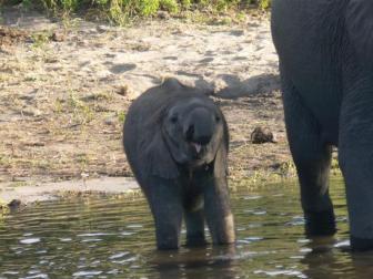 Little guy ~  Just as he was drinking from the Thebe River. 