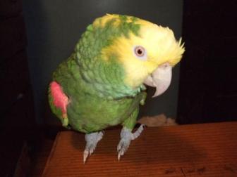 My pet parrot ~ Rescured from an elderly woman who could no longer take care of him.  He's a double yellow-headed Amazon named, Sweetie.


