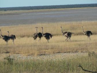 For the birds ~  A whole flock of female ostrich. The males are black, the females brown. Now you know. 