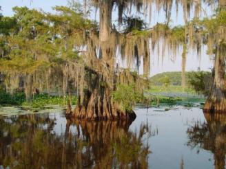 Cypress Tree ~  A cypress tree in Caddo Lake, the only natural lake in Texas.. 