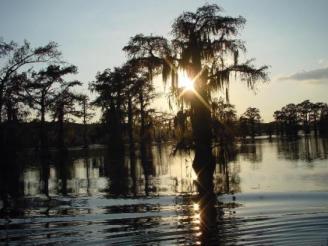 Untitled ~  Another natural beauty taken at Caddo Lake 