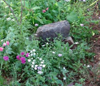 Seamus's grave ~  Shade blooming wildflowers begin to bloom on Seamus's grave. 
