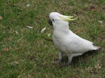 Cockatoo ~   These beautiful birds can be found in Sydney parks.  