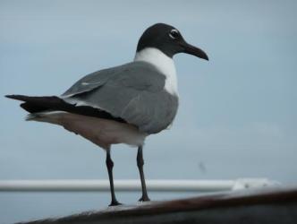 Sea Gull ~  Taken while on a cruise 
