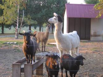 Goats and Lama's ~ At my brother-in-laws farm. The white Lama is named Fernando Lama.