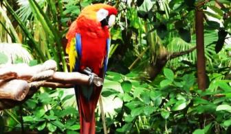 Macaw ~  Picture taken with a small hand held digital camera 
