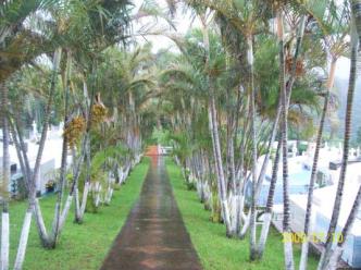 Cementerio, San Ignacio de Acosta, Costa Rica ~  Short palms line the wet path between the sepulcres in the cemetery.  