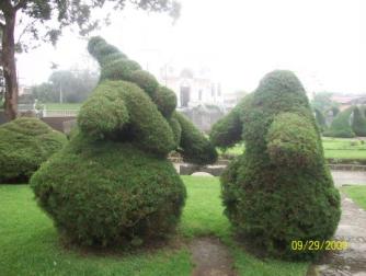 Can we dance? ~  The topiary work of Evangelisto Blanco is famous throughout Costa Rica. The gardens in the park in front of the church in Zarcero, Alvaro Ruiz, Alajuela are exquisitely maintained. I suspect this couple is dancing to their own tune.  