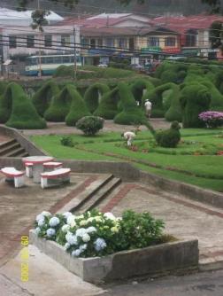 Evangelico Blanco and his bird ~  Evangelico Blanco weeds out plants, including iris, in the topiary garden he has created in front of the church in Zarcero, Alvaro Ruiz, Alajuela, Costa Rica. View is from the balcony of the Hotel don Beto looking southwest . 