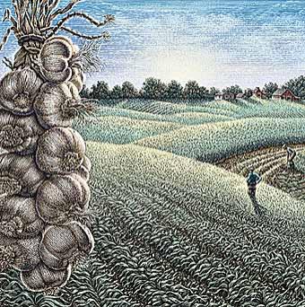 Garlic fields forever.  ~  From the internet: [Link: 'http://www.adobe.com/ap/print/gallery/halbert/images/image9.jpg']  