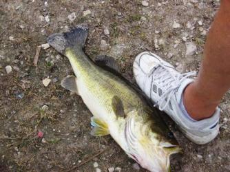 Untitled ~  A bass that I caught. 