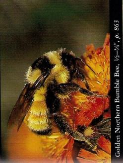 Endangered Species ~ Pesticides are killing the hives.