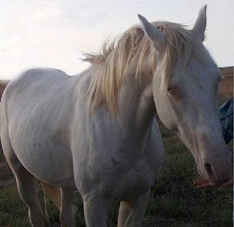 The Flash (Beau) ~  Another picture of The Flash, nicknamed Beau, my Cremello colt.  Here, he's a two year old.  You can definitely see the blue eyes here.  Should have named him Sinatra. 