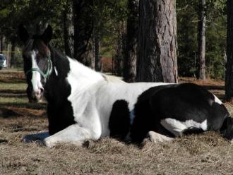 Oreo Laying Down ~  Picture of one of my mares, Oreo.  Yes, horses like to lay down every now and then, but most of the time they sleep standing up.  Really.  Oreo is now battling Cancer after the death of Vanilla.  Something must be in the water here in Colorado, I'm sick over it and doing an investigation.  These horses, other than monetarily, are worth a lot.  They are friends. 
