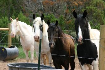 My Foundation Herd ~  These are the parents of all our colts/fillies born on the farm;  (called dams and sire); from left to right, Vanilla, Poco, the Smoky Black stallion Starz, and then Oreo. 