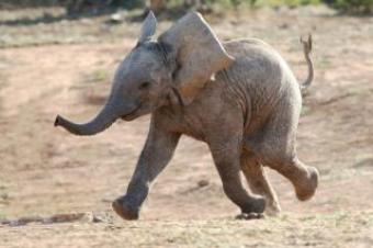 Baby Elephant Play! ~  It is a wonder that God creates these playful creatures. 