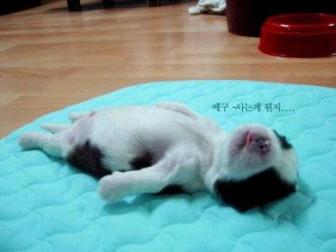 Sleeping Puppy ~  Sleeping Puppy 