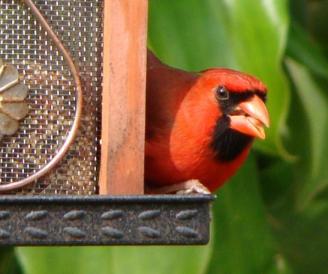 Male cardinal at the feeder ~  It took me months to get a photo of this elusive bird. Here he is at my feeder. They finally found it.. 