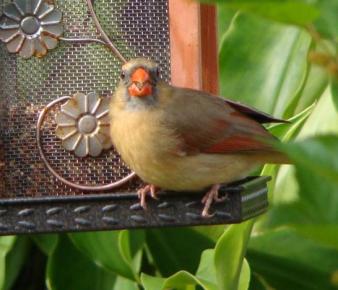Female Cardinal ~  Not as shy as the male bird, the female cardinal stares at me while she munches a seed.. 