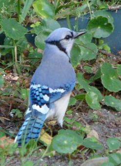 Bluejay showing off his beautiful blue ~ The bluejays in Florida are absolutely beautiful even though their bird call is not so nice.
