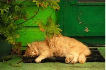 A Favorite Kitty Napping Place ~    Cats are always welcome at the Academy!  *Cat2*   