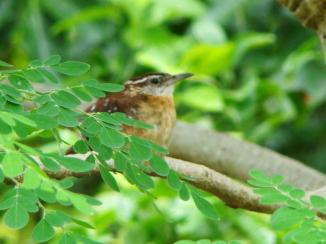 Carolina Wren ~ This is a shy bird and I seldom see it. In fact this is the only photo I have of it sitting in my Moringa tree. I don't even have it visiting my birdfeeder as far as I know.