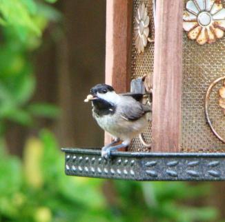 Carolina Chickadee ~ Another photo of the chickadee taking off with some seed.