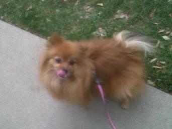 Patty the Pomeranian ~  The irrepressible pom goes for a stroll. 
