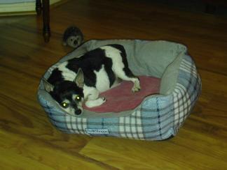 Pancho in Doggie Bed ~ Pancho in doggie bed - July 2014