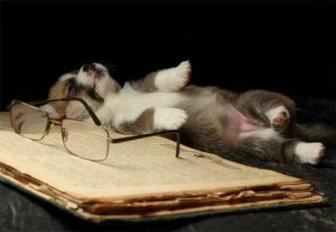 Sleeping Editor ~ Kitten asleep by a book