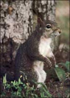 Gray Squirrel ~ Gray Squirrel
