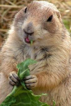 Gopher Lunch! ~    Georgie has to eat her vegies before she gets any M&M's.  George has to eat his too before he gets jelly beans!   