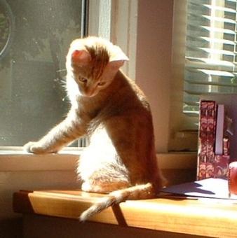 Frasier at Three Months ~ Sitting on my desk as the sun sets enjoying a late Spring evening.  (Photo taken in 2007)