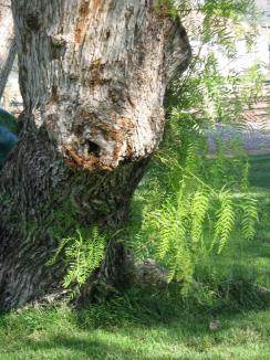 California Pepper Tree ~  Love this tree; the colors and textures.  I grew up near them and played around them.  Love the smell and the look. 