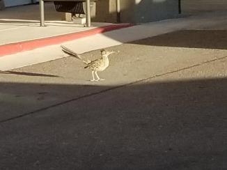 Roadrunner! ~ My first day in Albuquerque I see this little guy coming towards my car.  Snapped this with my cell phone, the focus is not the best....
