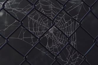 Prompt 23 ~  Spider Web on chain link fence. 