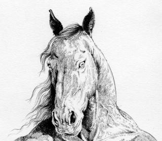 Horse ~  Pencil on Paper. 