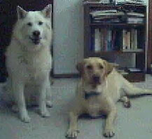 My beloved dogs.