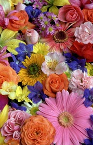 colorful flowers