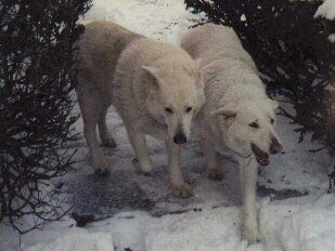 Our beloved dogs.