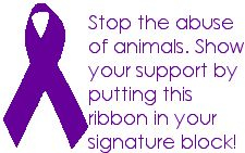 Stop animal abuse