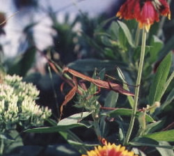 Praying Mantis in my garden.