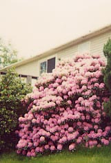 Rhododendron