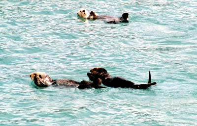 Sea Otters frolic in Blackstone Bay, Alaska.