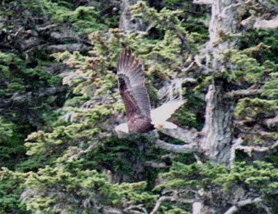 An eagle in flight a long way away