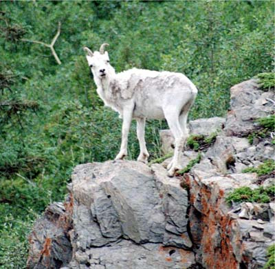 A wild mountain sheep pauses on a cliff
