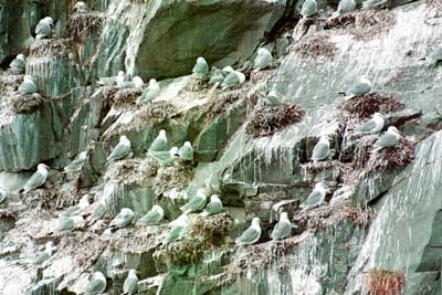 Kittiwakes nest on the cliffs
