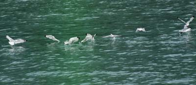 Sea gulls swoop down and feed