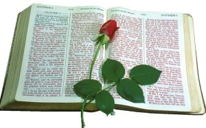 The Bible, and the red rose