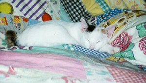 Kohana Makamae sleeping on my grandmother's quilt